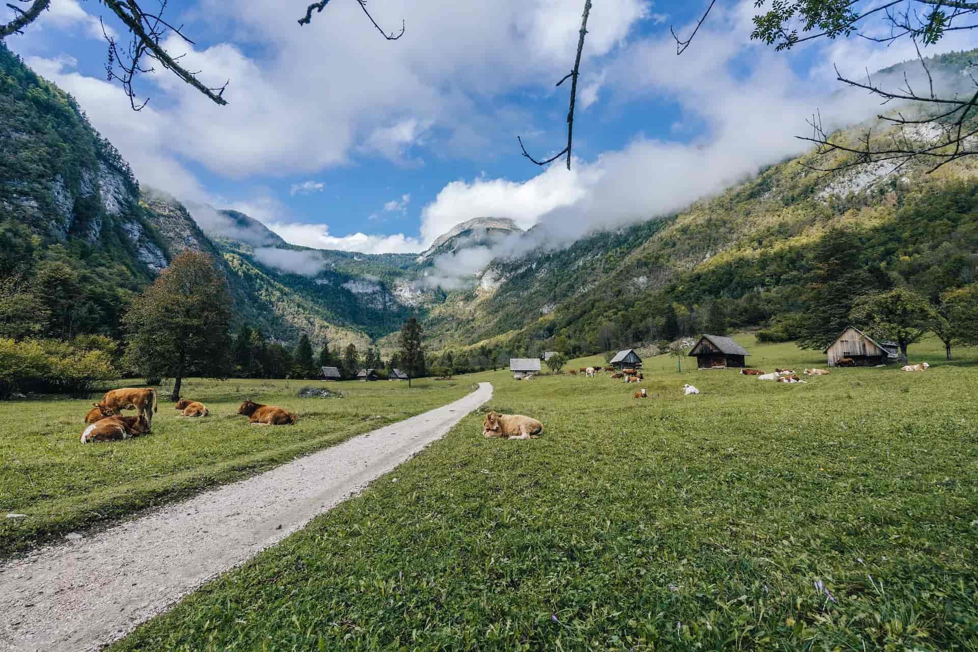 Cows resting in a green meadow with a dirt path, wooden huts, and foggy mountains in Voje Valley.