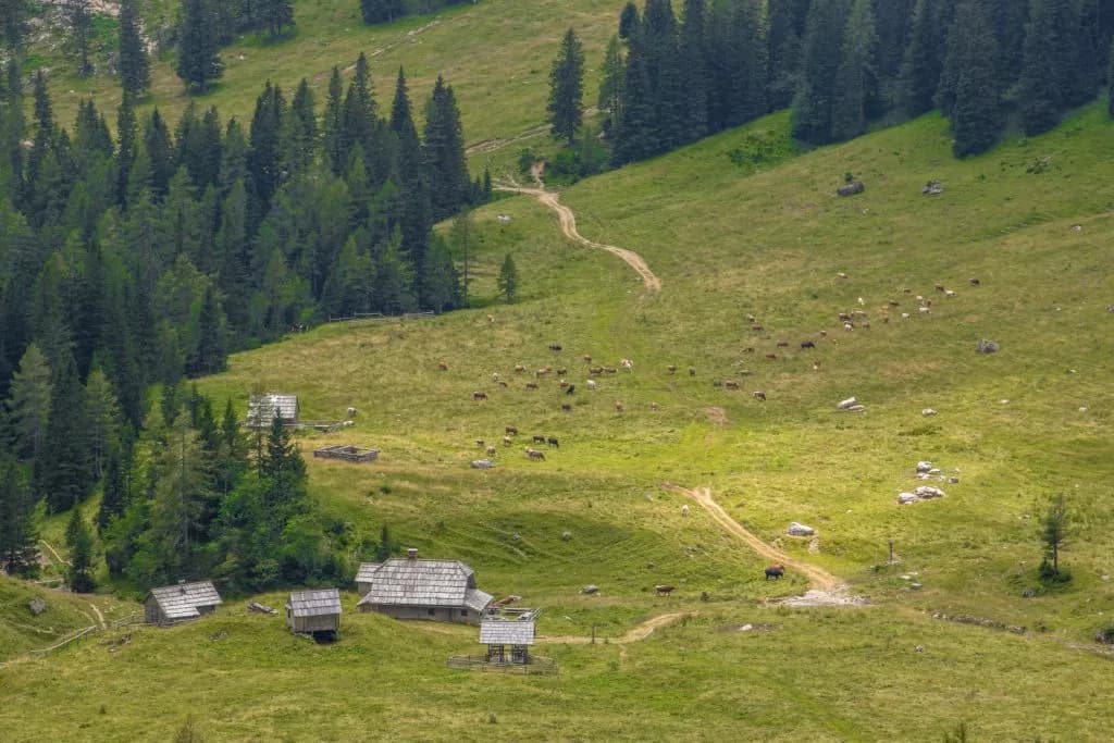 Cows grazing on Konjščica mountain pasture near wooden huts and pine forest.