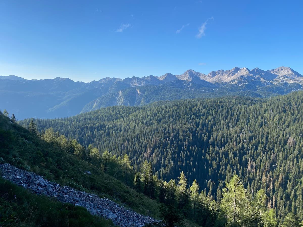 Mountain range with rocky peaks above dense evergreen forest under a clear blue sky.