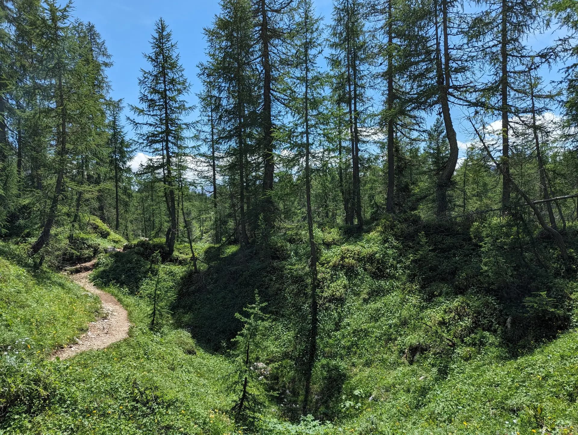 Dirt hiking trail winding through a dense pine forest with lush green undergrowth.