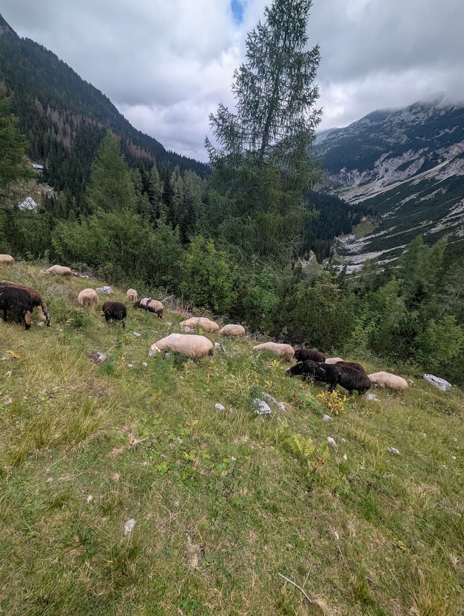 Flock of sheep grazing on a green alpine hillside with mountains in the background