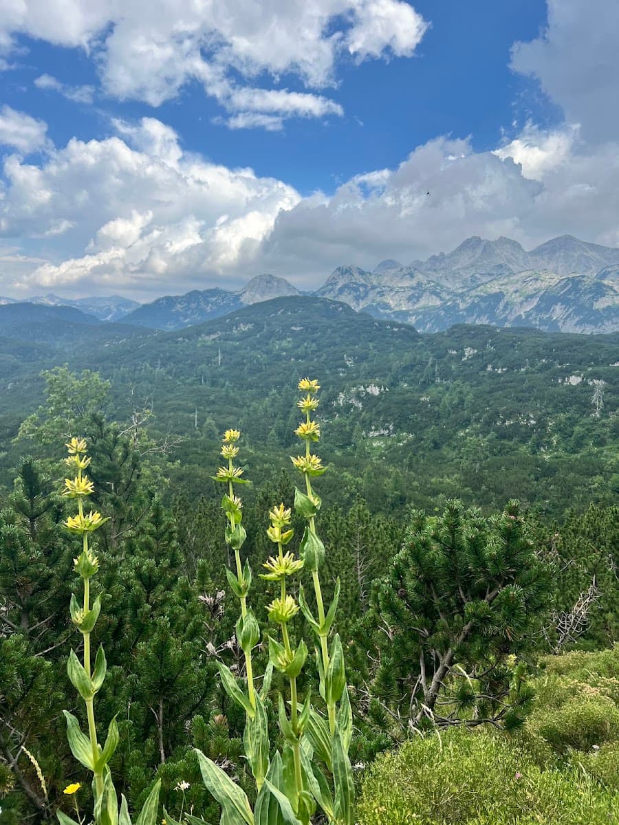 Yellow alpine flowers blooming in foreground with mountain peaks and forest landscape under a cloudy blue sky