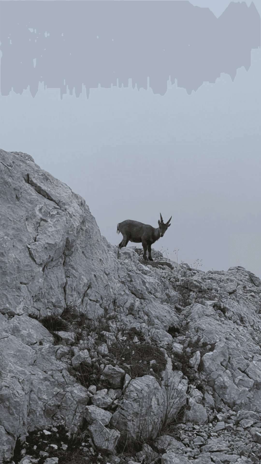 Alpine ibex standing on rocky mountain ridge in foggy weather