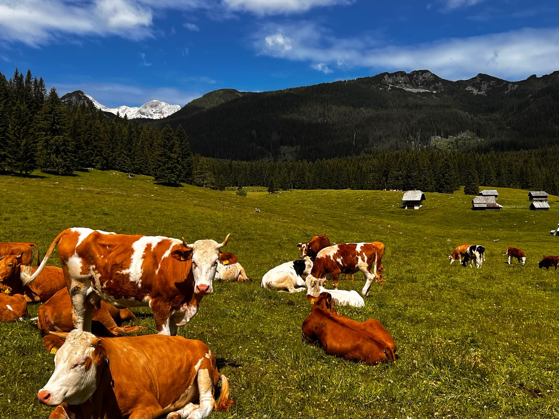 Cows grazing in a green alpine meadow with small wooden huts and snowy mountain peaks in the background