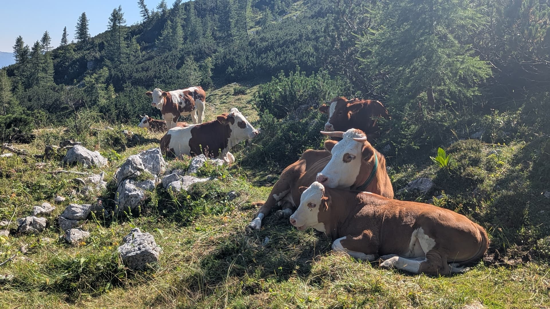 Cows resting on alpine pasture with rocky terrain and pine trees