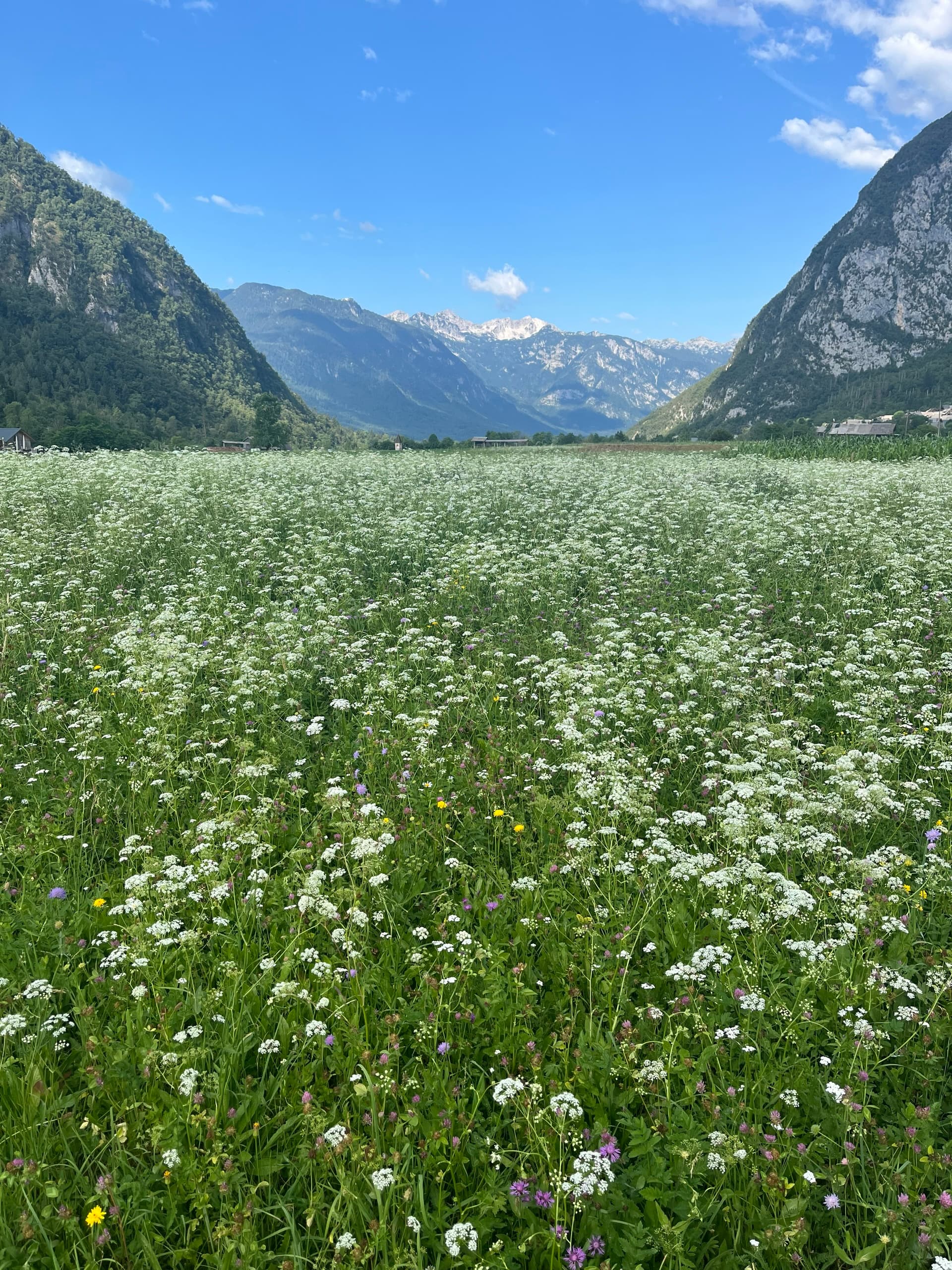 Wildflower meadow in alpine valley with mountain peaks under blue sky