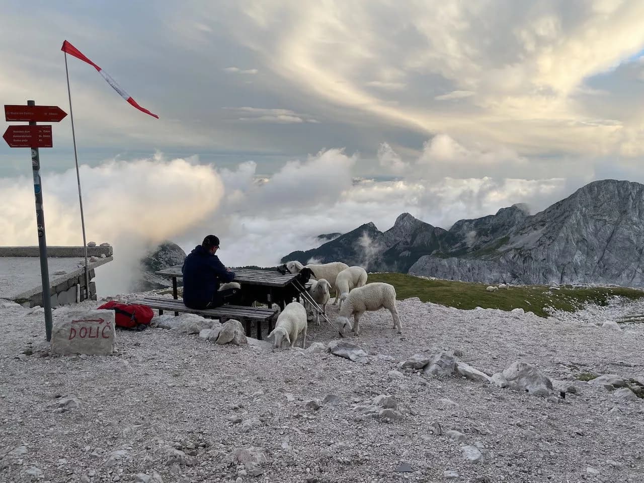 Fluffy visitors at Planika hut