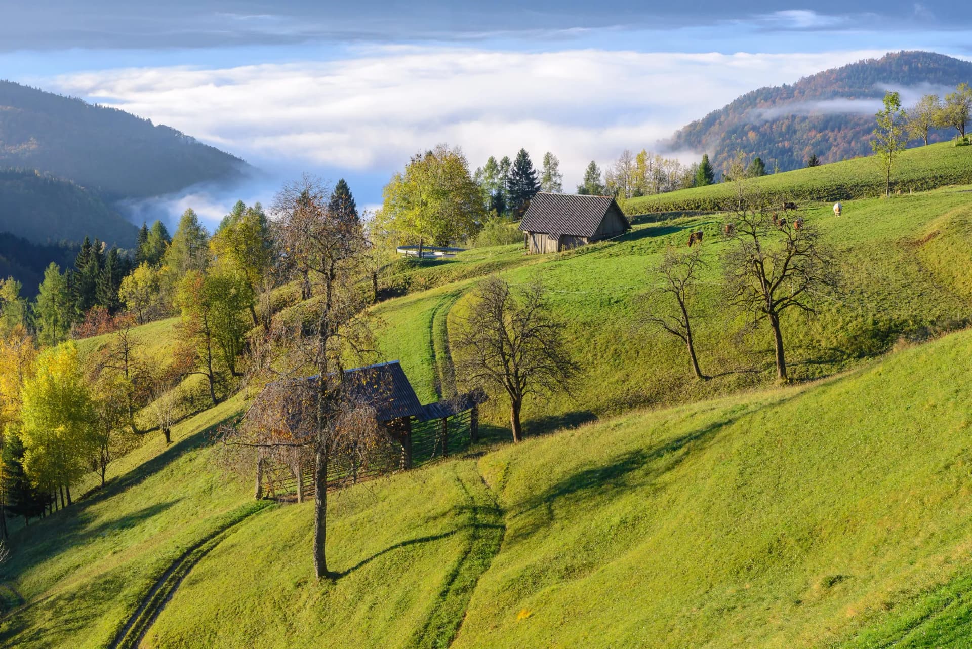 Rolling green hills on Pokljuka Plateau with wooden barns above a sea of low clouds.
