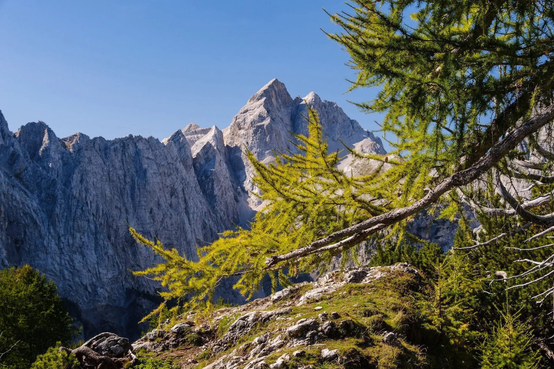 Mountain peaks seen over rocky terrain with bright green larch branches in the foreground, Jalovec from Slemenova Špica.