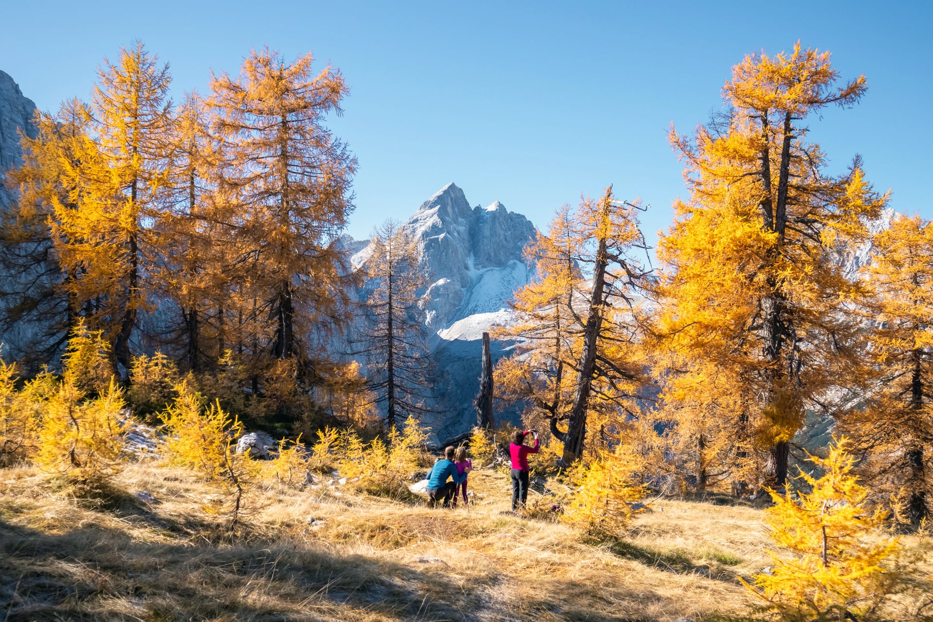 Magnifiques mélèzes dorés dans les montagnes à la saison d'automne.
