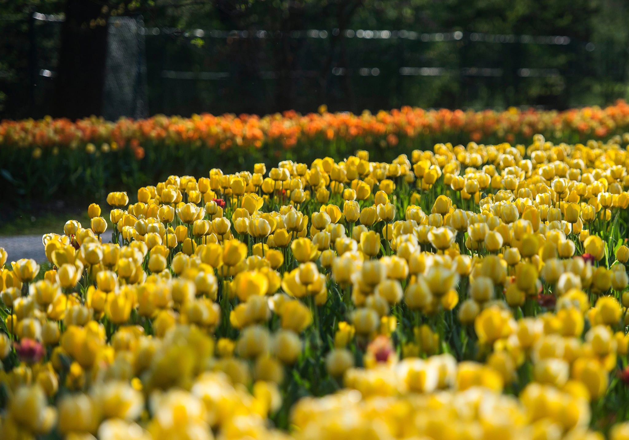 Tulip field in Volcji potok, Slovenia