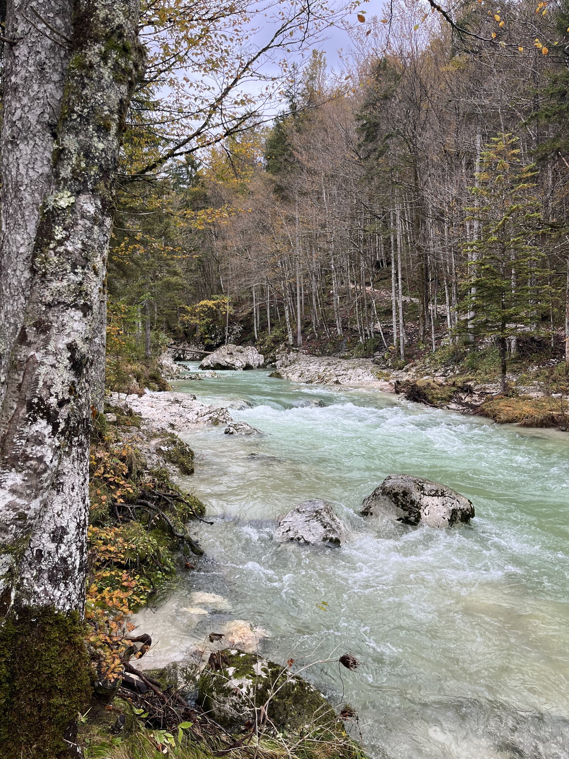 Rushing river with milky green water flowing over rocks in a dense autumn forest.