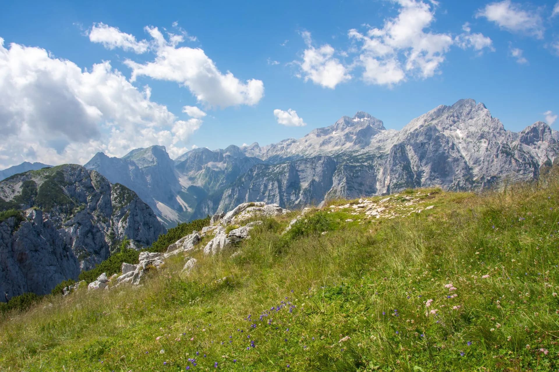 Alpine meadow with wildflowers overlooking rugged, rocky mountains under a blue sky.
