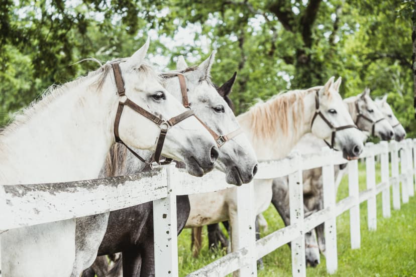 Group of beautiful white Lipizzan horses with bridle behind a white fence in original stud farm Lipica.