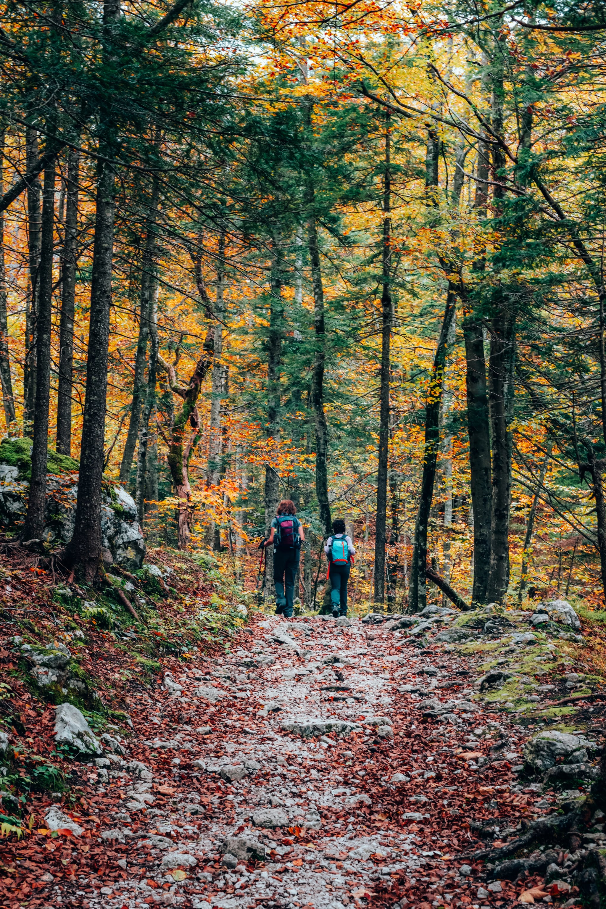 Tourists walk through the autumn forest. Logar valley, Slovenia