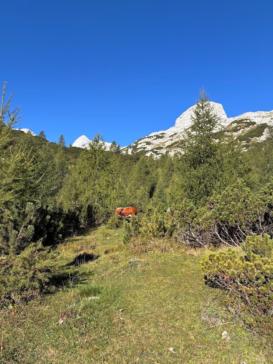 Cow grazing in alpine meadow with pine trees and rocky mountain peaks under blue sky