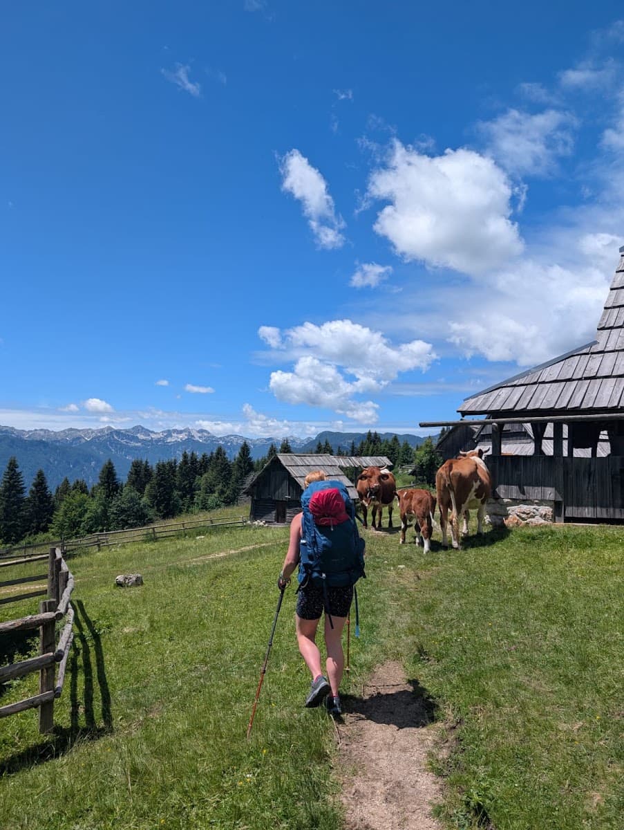 Hiker with backpack and poles walking past rustic wooden huts and cows on alpine pasture with mountain view
