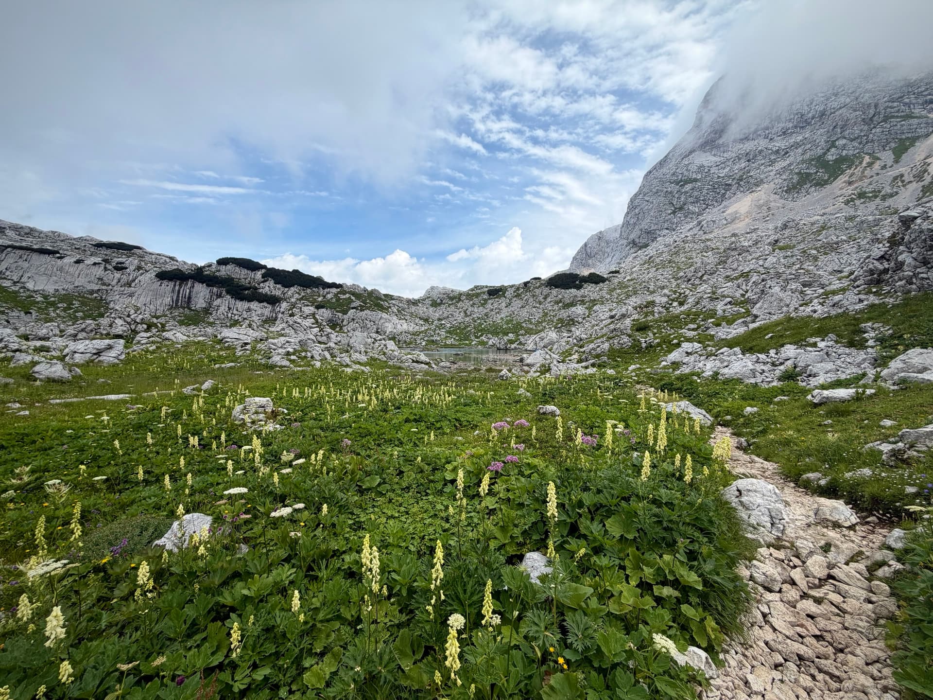 Alpine mountain meadow with wildflowers and rocky peaks in high karst basin