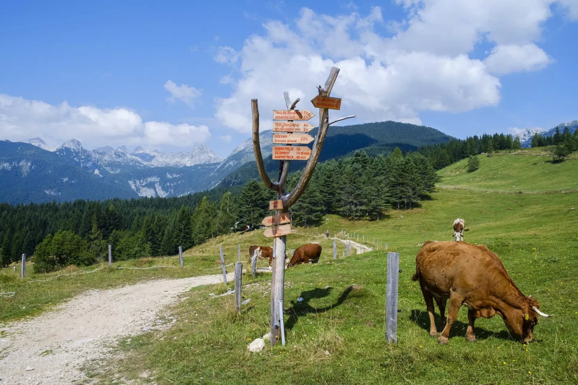 Cows grazing near wooden trail signpost on Uskovnica mountain pasture with distant peaks.