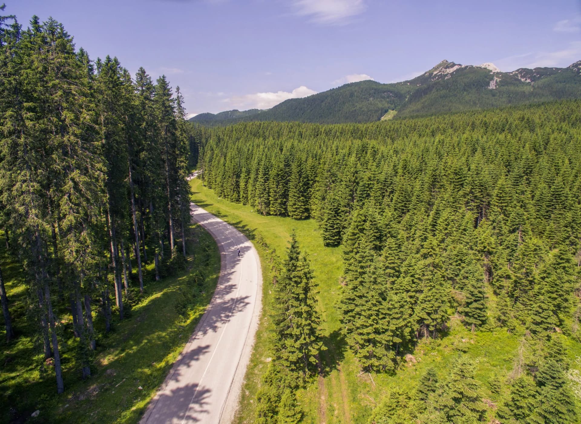 Winding road through dense pine forest with mountains in the background on Pokljuka.