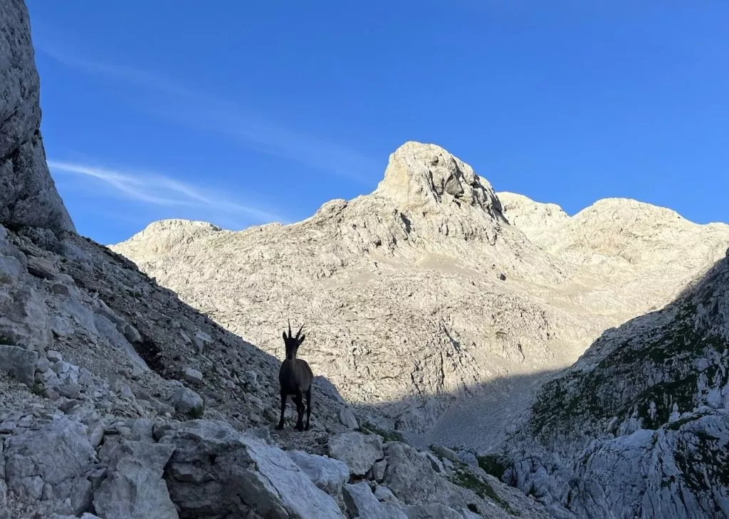 a morning visitor of the dolič hut