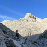 a morning visitor of the dolič hut