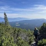 above the forest line great views open