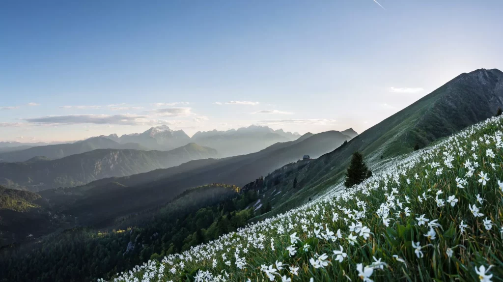 blooming,daffodills,at,mt.,golica,,karawanks.