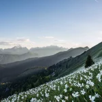 blooming,daffodills,at,mt.,golica,,karawanks.