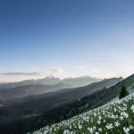 blooming,daffodills,at,mt.,golica,,karawanks.