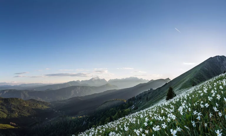 blooming,daffodills,at,mt.,golica,,karawanks.