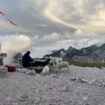 Fluffy visitors at Planika hut