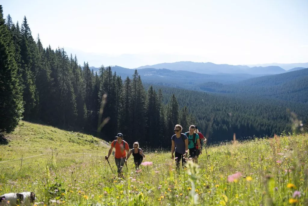 Hiking in Pokljuka Plateau