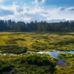Highland wetland in the mountain pine forest. Pokljuka is a large forested plateau in the Triglav National Park