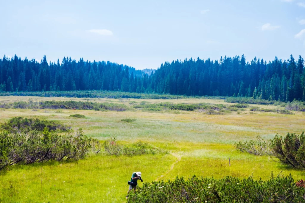 Explore the unique marshes on Pokljuka Plateau