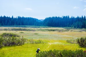 Explore the unique marshes on Pokljuka Plateau