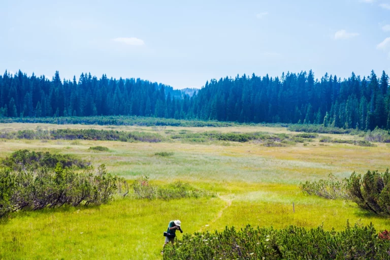 Photographer taking pictures at Pokljuka marshes, Julian alps.