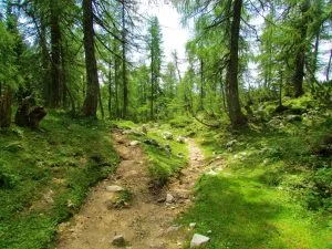 The lush forests of Pokljuka