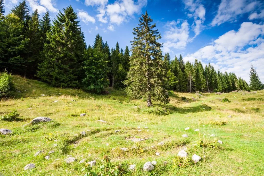 Pastures and forests interchange