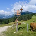 uskovnica mountain pasture scaled 2